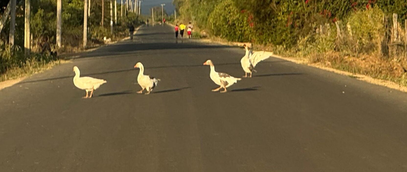 Geese walking down a country road at golden hour